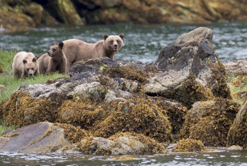 A grizzly bear and its two cubs are seen in the Khutzeymateen Inlet near Prince Rupert, B.C., June, 22, 2018. The B.C. government is partnering with a grizzly bear welfare group to reduce the number of bears being put down by conversation officers in the province. THE CANADIAN PRESS Jonathan Hayward
