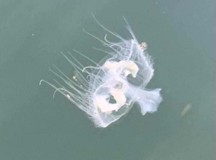 A peach blossom jellyfish is shown in Hotel Lake, B.C. in this September 2022 handout photo. Some time more than 30 years ago, a single Chinese peach blossom jellyfish made its way into a lake in British Columbia. THE CANADIAN PRESS/HO, Tarren Mckay *MANDATORY CREDIT*