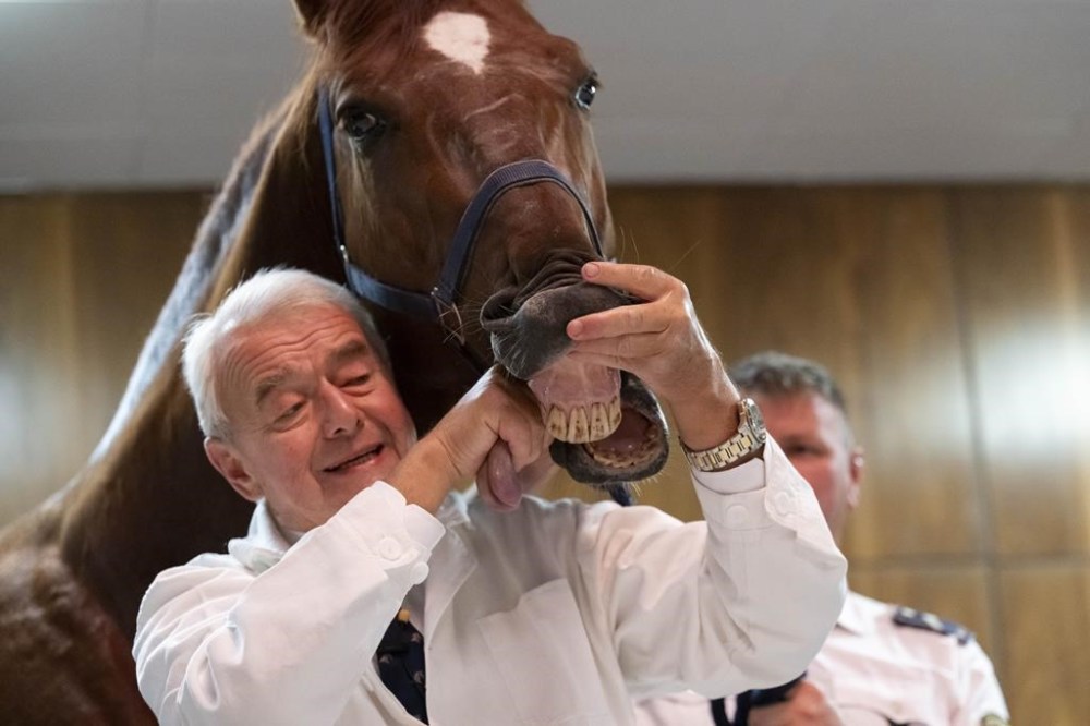 Dr. Peter Sotonyi, rector of the University of Veterinary Medicine in Budapest, Hungary, shows the tongue of a horse during an anatomy lecture for first-year students, using a live horse, Monday, Sept 9. 2024. (AP Photo/Denes Erdos)