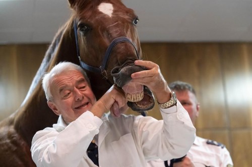 Dr. Peter Sotonyi, rector of the University of Veterinary Medicine in Budapest, Hungary, shows the tongue of a horse during an anatomy lecture for first-year students, using a live horse, Monday, Sept 9. 2024. (AP Photo/Denes Erdos)