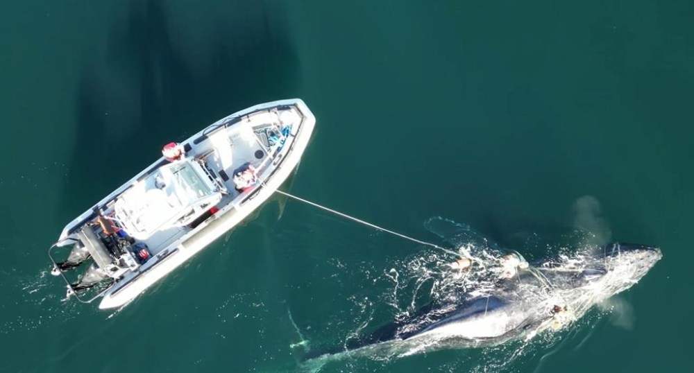 Fisheries and Oceans Canada says it has successfully freed a humpback whale off British Columbia's coast after a four-day rescue operation as shown in this handout still image taken from a video. THE CANADIAN PRESS/HO-Fisheries and Oceans Canada *MANDATORY CREDIT*