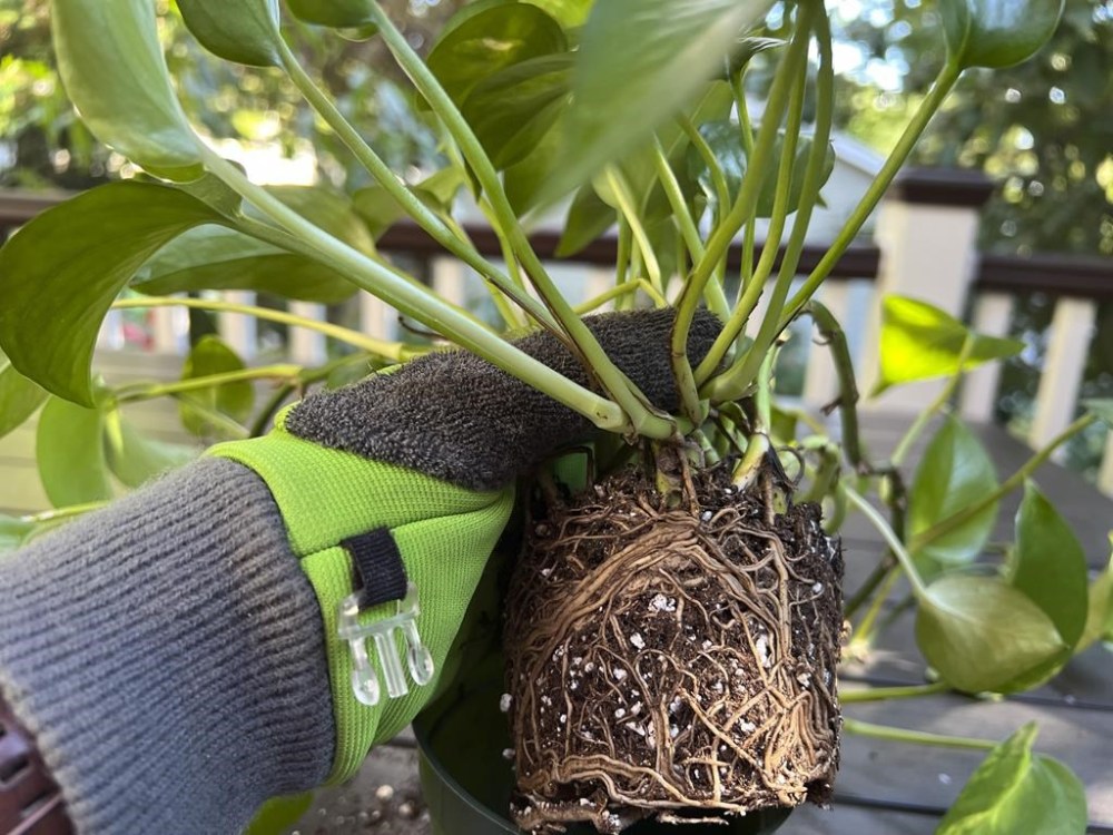 This Sept. 10, 2024, image shows the girdled roots of a golden Pothos plant that has outgrown its container. (Jessica Damiano via AP)