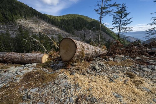 Fresh cut sawdust is seen from a tree cut from a cut block near the in the Fairy Creek logging area near Port Renfrew, B.C., Oct. 4, 2021. British Columbia's forests watchdog says a complaint about 