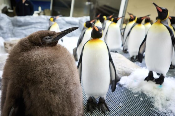 Pesto, a huge king penguin chick, has become a social media celebrity and a star attraction at the aquarium. (SEA LIFE Melbourne / The Associated Press files)