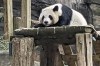 FILE - One of four giant pandas at Zoo Atlanta rests in their habitat on Dec. 30, 2023, in Atlanta. (AP Photo/Kate Brumback, File)