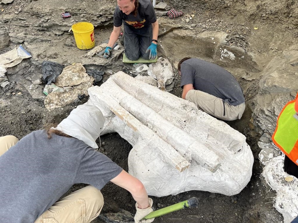 Paleontologists unearth giant skull of Pachyrhinosaurus in northern