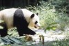 In this photo released by Ocean Park Hong Kong, Giant Panda Ke Ke is seen at the Dujiangyan Base of the China Conservation and Research Centre for the Giant Panda in southwestern China's Sichuan province, in September 2024. (Ocean Park Hong Kong via AP)