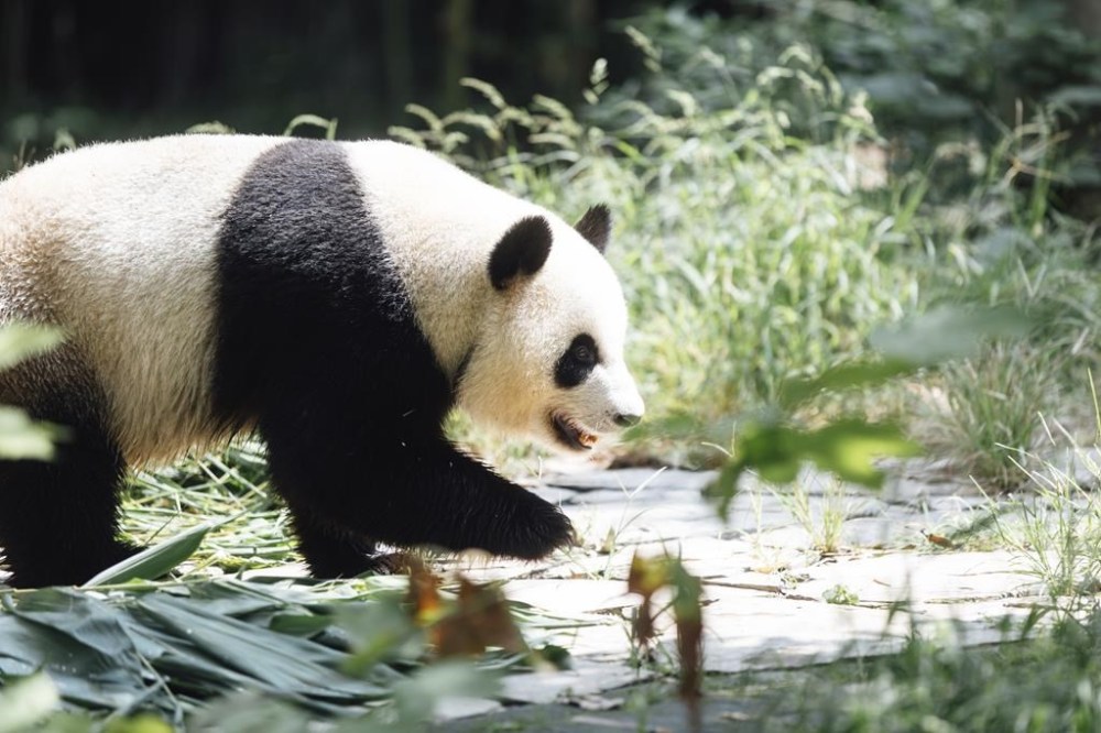 In this photo released by Ocean Park Hong Kong, Giant Panda Ke Ke is seen at the Dujiangyan Base of the China Conservation and Research Centre for the Giant Panda in southwestern China's Sichuan province, in September 2024. (Ocean Park Hong Kong via AP)