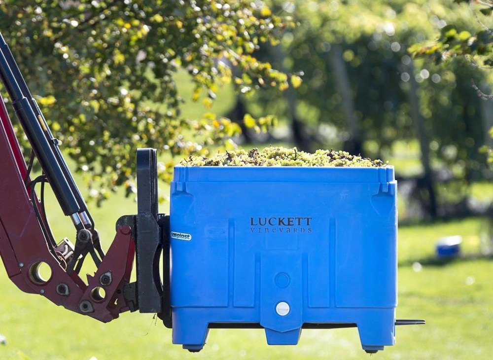 A bin of grapes is carted away at the vineyard in Wallbrook, N.S., on Oct. 19, 2017. THE CANADIAN PRESS/Andrew Vaughan