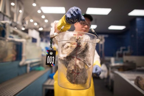 The Canadian Food Inspection Agency has confirmed the further spread of a parasite threatening Prince Edward Island's lucrative oyster industry. A worker holds oysters in Richmond B.C. THE CANADIAN PRESS/Darryl Dyck