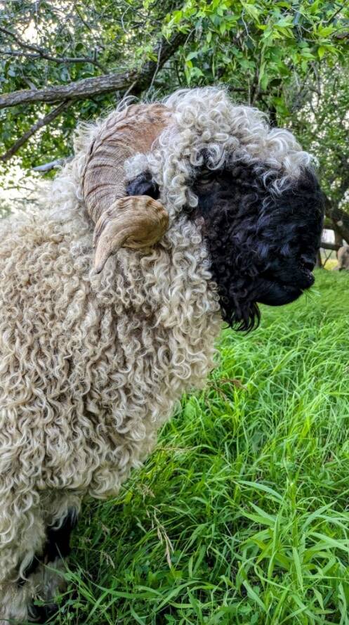 FACEBOOK
                                Manitoba’s Tribble Ranch breeds Valais Blacknose sheep, which deliver a unique fibre.