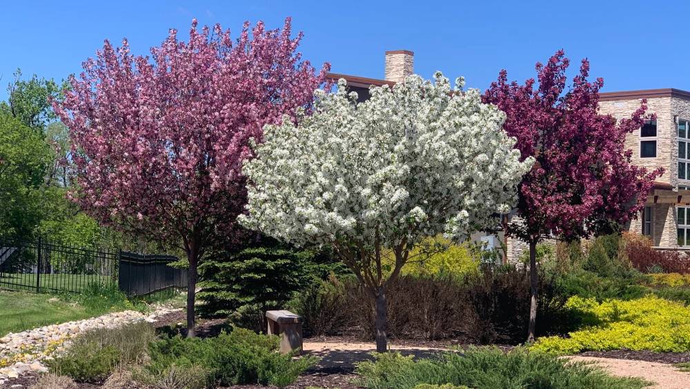 Jennifer Dumore
Thunderchild, Spring Snow, and Courageous are flowering crabapple trees that provide a colourful backdrop.