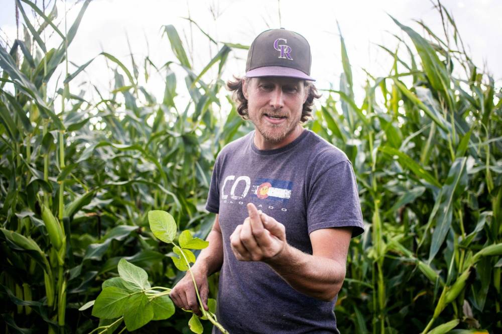 MIKAELA MACKENZIE / FREE PRESS
Joe Gardiner shows the nitrogen-fixing root nodules in the long-season forage soybeans that they have planted with the corn.