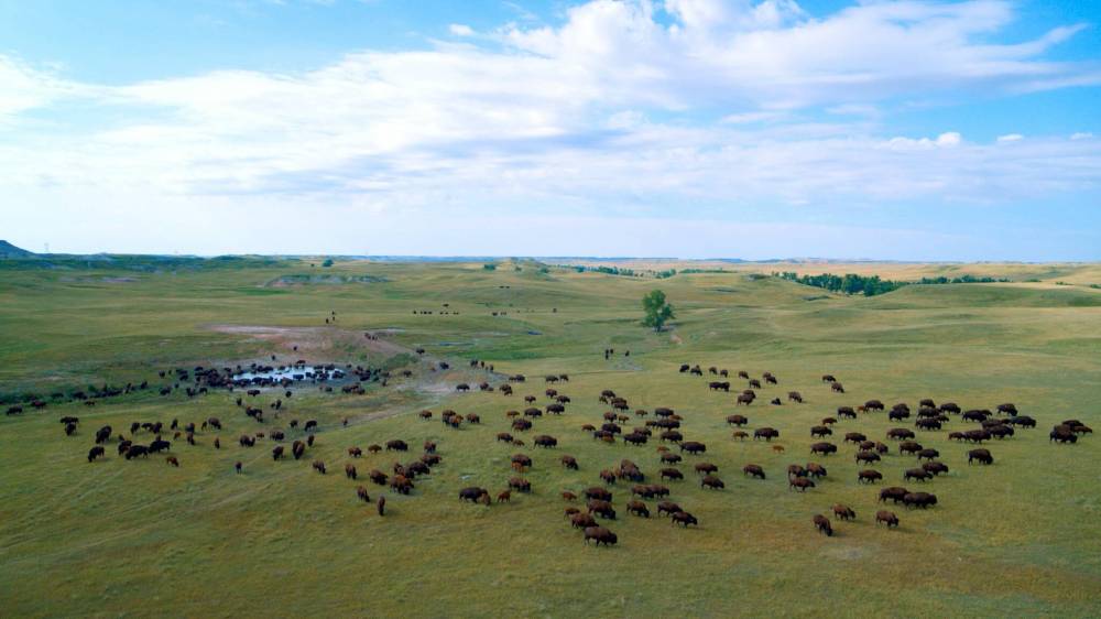 SUPPLIED
Bison once roamed North America in herds of tens of millions.