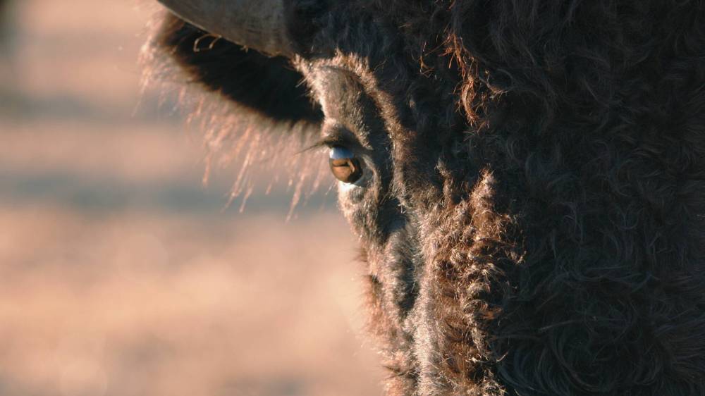SUPPLIED
Bison once roamed all over North America in herds of tens of millions.