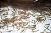 MIKAELA MACKENZIE / FREE PRESS FILES
                                When Sapphire Springs starts shipping in early 2027, the facility is estimated to become responsible for more than 60 per cent of the current global production of Arctic char — a cold-water fish in the salmon family.