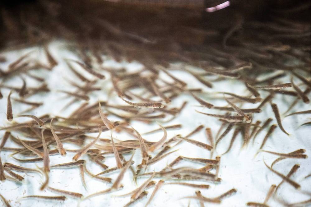 MIKAELA MACKENZIE / FREE PRESS FILES
                                When Sapphire Springs starts shipping in early 2027, the facility is estimated to become responsible for more than 60 per cent of the current global production of Arctic char — a cold-water fish in the salmon family.