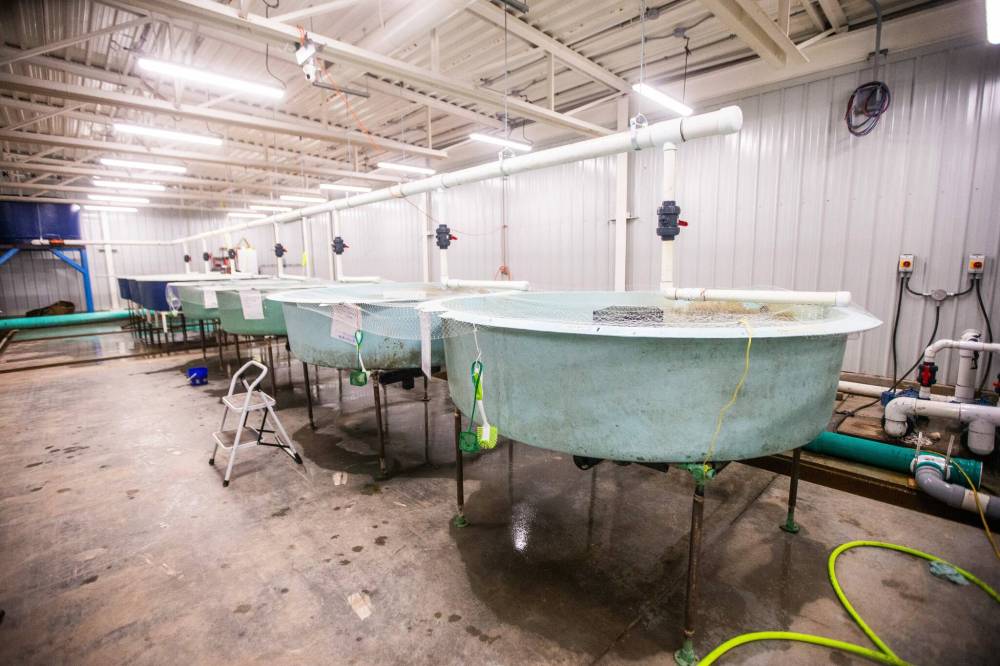 MIKAELA MACKENZIE / FREE PRESS FILES
                                Sapphire Springs is being built on the former site of the Department of Fisheries and Oceans’ Rockwood Experimental Fish Hatchery, which was closed in 1996.