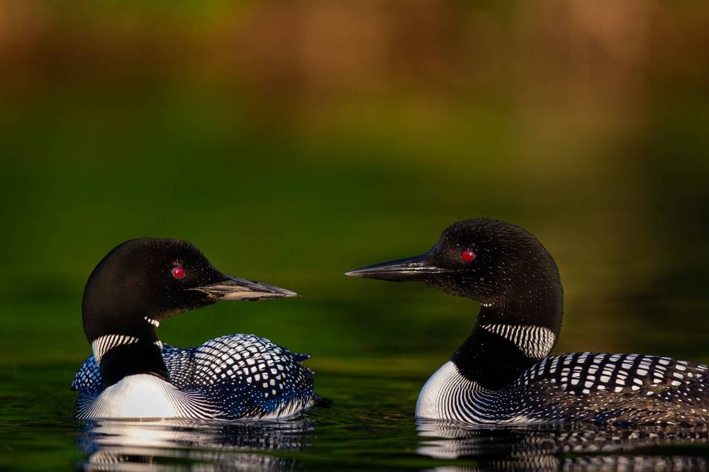 Brent Cizek photo 
                                Common loon sightings were not uncommon.