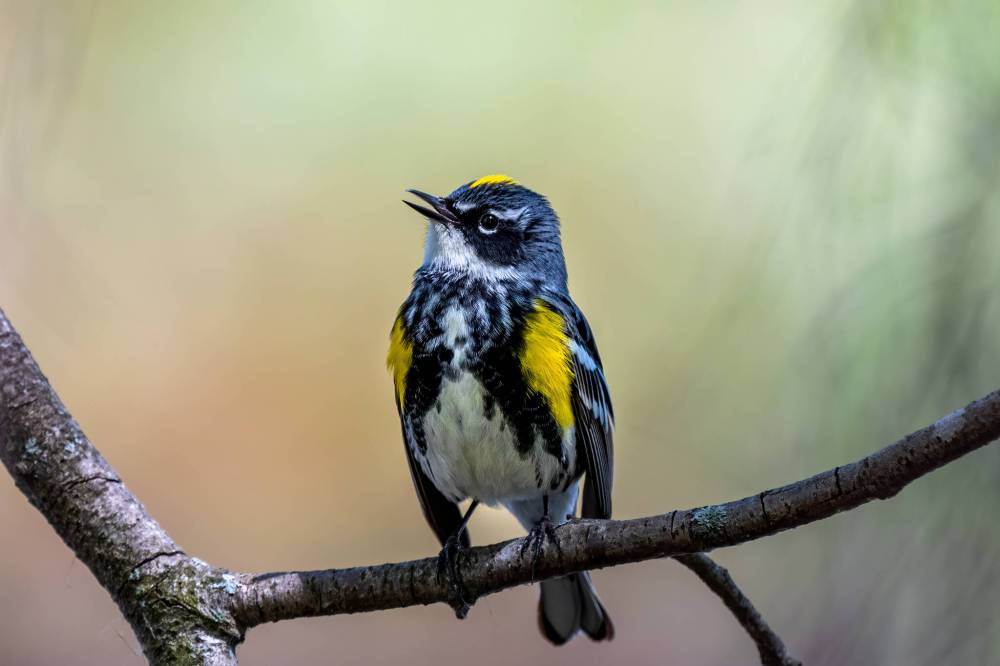 Cole Parks photo 
                                Yellow-rumped Warbler was among species recorded.