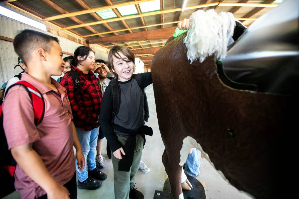 MIKAELA MACKENZIE / FREE PRESS
Grade 6 student Maverick Bialowas puts his hand into a cow birthing simulator at the beef station during the Amazing Agriculture Adventure, a four-day event immersing Manitoba students into the world of agriculture at the Bruce D. Campbell Farm & Food Discovery Centre on Tuesday.