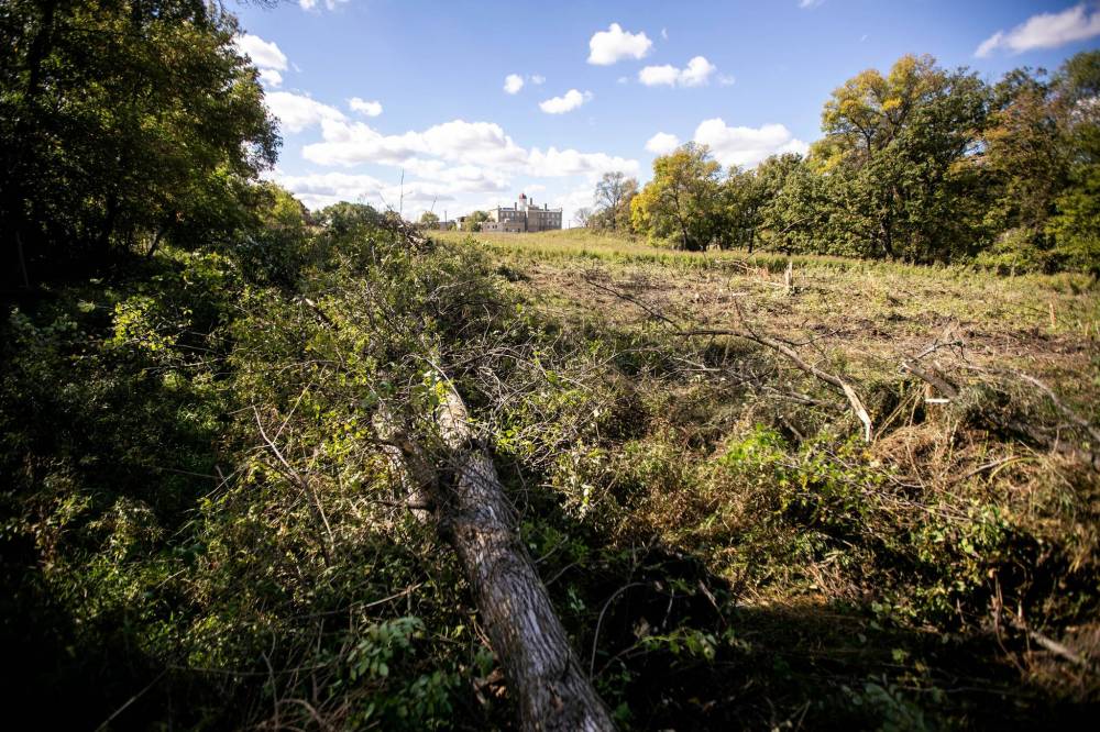 MIKAELA MACKENZIE / FREE PRESS
Dozens of mature trees were chopped down Tuesday morning in Lemay Forest.