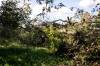 MIKAELA MACKENZIE / WINNIPEG FREE PRESS FILES
                                Piles of recently felled trees were seen at the Lemay Forest this week.