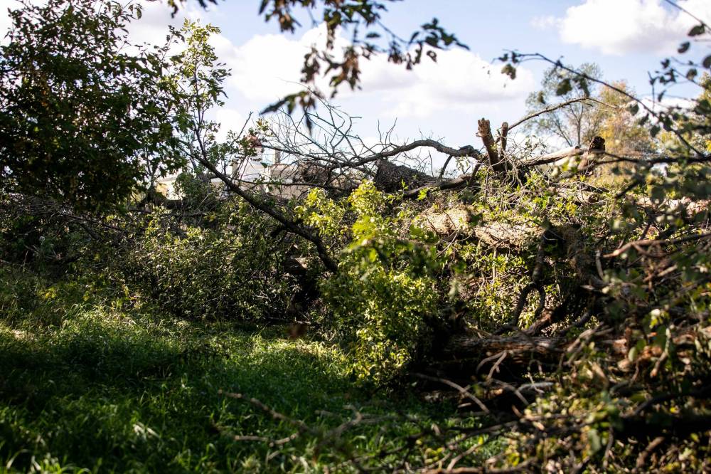 MIKAELA MACKENZIE / WINNIPEG FREE PRESS FILES
Piles of recently felled trees were seen at the Lemay Forest this week.