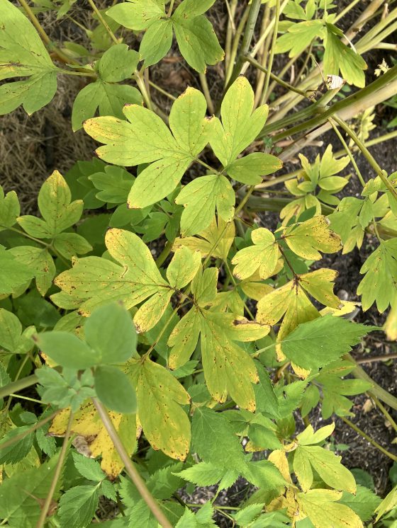 Bleeding Heart with yellowing leaves. (Supplied photo)