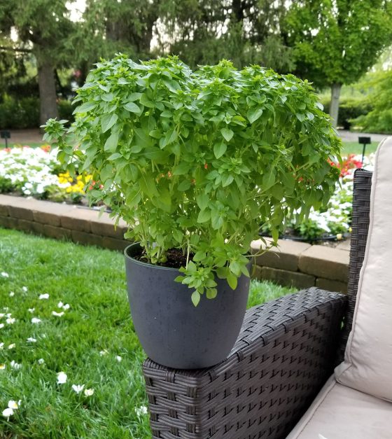 Kitchen Minis Basil Bonsai. (Colleen Zacharias phhoto)