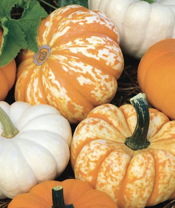 Pumpkin patch. (Living Well Farm)