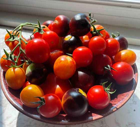 My cherry tomatoes have been thriving this year thanks to a hands-off approach. (Eva Wasney photo)