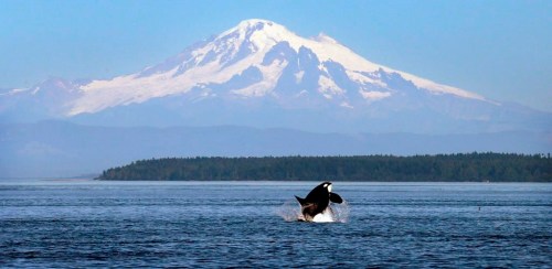 An orca whale breaches in view of Mount Baker, some 60 miles distant, in the Salish Sea in the San Juan Islands, Wash. July 31, 2015. A key assumption for the dwindling numbers of southern resident killer whales has always been a lack of salmon, but a study out of the University of British Columbia has found they have twice the number of chinook available during the summer as their much healthier cousins, the northern residents. (AP Photo/Elaine Thompson)