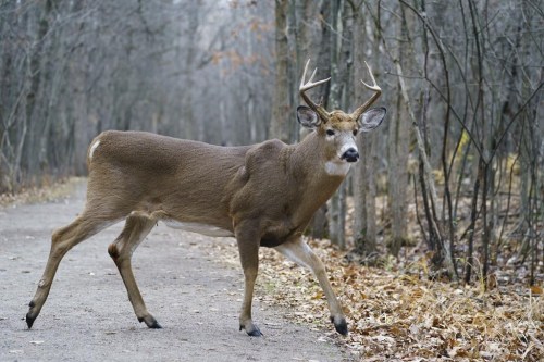 A deer is seen at the Michel-Chartrand Park in Longueuil, Que., Friday, Nov. 13, 2020. THE CANADIAN PRESS/Paul Chiasson