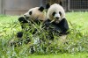 FILE - Giant pandas eat bamboo at the Smithsonian's National Zoo, May 4, 2022, in Washington. (AP Photo/Jacquelyn Martin, File)