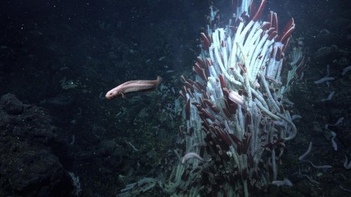 In this photo provided by Schmidt Ocean Institute, an eelpout swims by a tower of tubeworms at the Tica Vent, a site on the East Pacific Rise 2,500 meters deep. (Schmidt Ocean Institute via AP)