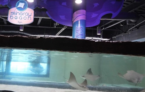Animal care experts with The Florida Aquarium successfully relocate its seven male cownose stingrays, Monday, Oct. 14, 2024, from Tropicana Field back to the Aquarium in downtown Tampa. (Florida Aquarium via AP)