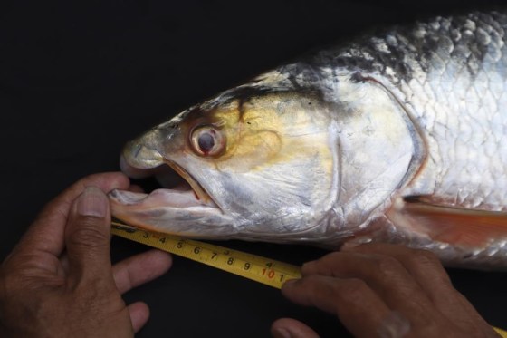 A giant salmon carp, rediscovered in Cambodia. (Chhut Chheana / Wonders of the Mekong / The Associated Press)