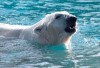 A polar bear at the Zoo Sauvage de St-Felicien in Saint-Felicien, Que., Monday, Oct. 1, 2018. THE CANADIAN PRESS/Jacques Boissinot