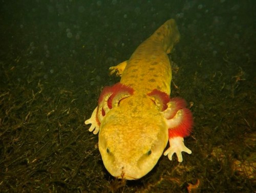 A mudpuppy is seen in an undated handout photo. The visually striking and only completely aquatic amphibian in Canada is one of the country's most distinct animals in evolutionary terms, according to a study by researchers from Simon Fraser University. THE CANADIAN PRESS/HO-SFU, Matt Keevil, *MANDATORY CREDIT*
