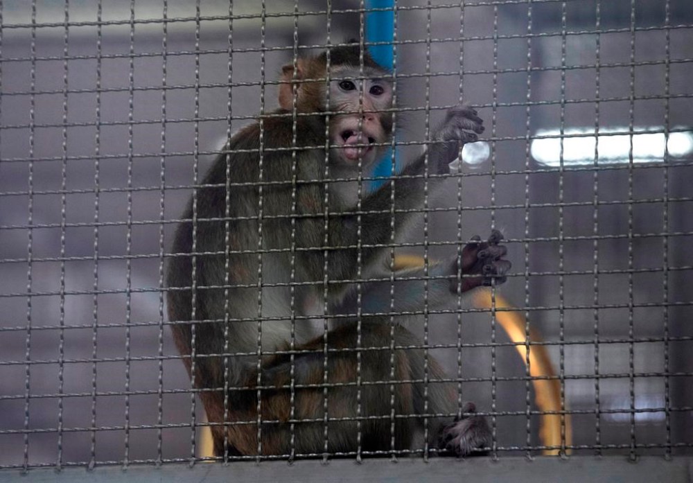 A long-tailed macaque, which is kept for use in the clinical research, is seen inside cage at National Primate Research Center, run by Chulalongkorn University in Saraburi Province, north of Bangkok, Saturday, May 23, 2020. THE CANADIAN PRESS/AP-Sakchai Lalit
