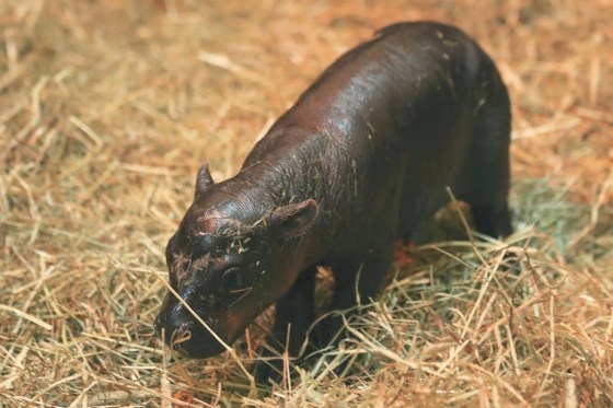 A newborn pygmy hippo named Haggis, born at Edinburgh Zoo, Edinburgh, Scotland, in October. (Laura Moore / Royal Zoological Society of Scotland / The Associated Press files)