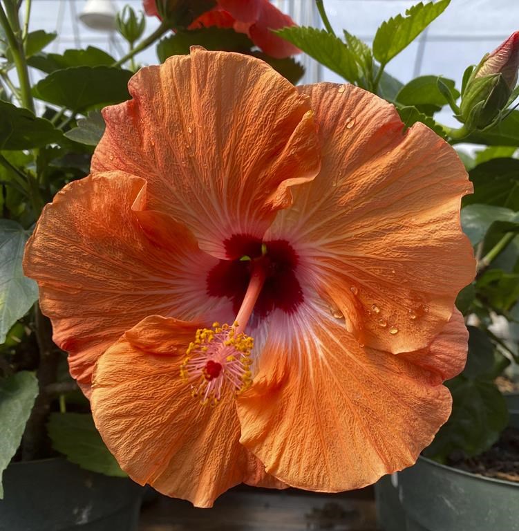 熱帯植物が冬の憂鬱を乗り切るにはどうすればよいか – Winnipeg Free Press