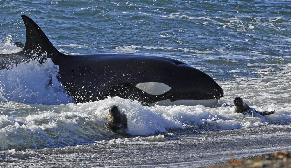 An orca whale hunts sea lion pups on a beach at Punta Norte, Valdes Peninsula, Argentina,April 17, 2018. THE CANADIAN PRESS/AP-Daniel Feldman