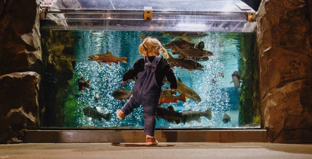 SUPPLIED
Learn about all that lurks beneath the surface of Lake Superior at the Great Lakes Aquarium in Duluth, Minn..