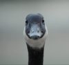 National Film Board of Canada
                                A goose in the short film Modern Goose