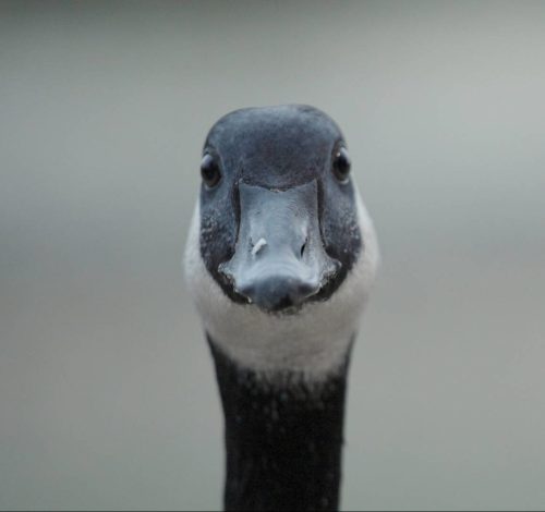 National Film Board of Canada
                                A goose in the short film Modern Goose