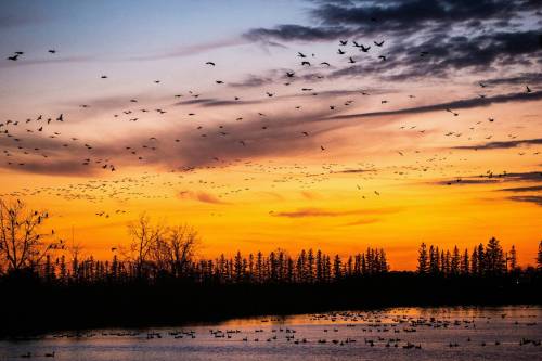 MIKAELA MACKENZIE /FREE PRESS FILES
                                The sunset goose flight at Fort Whyte Alive.