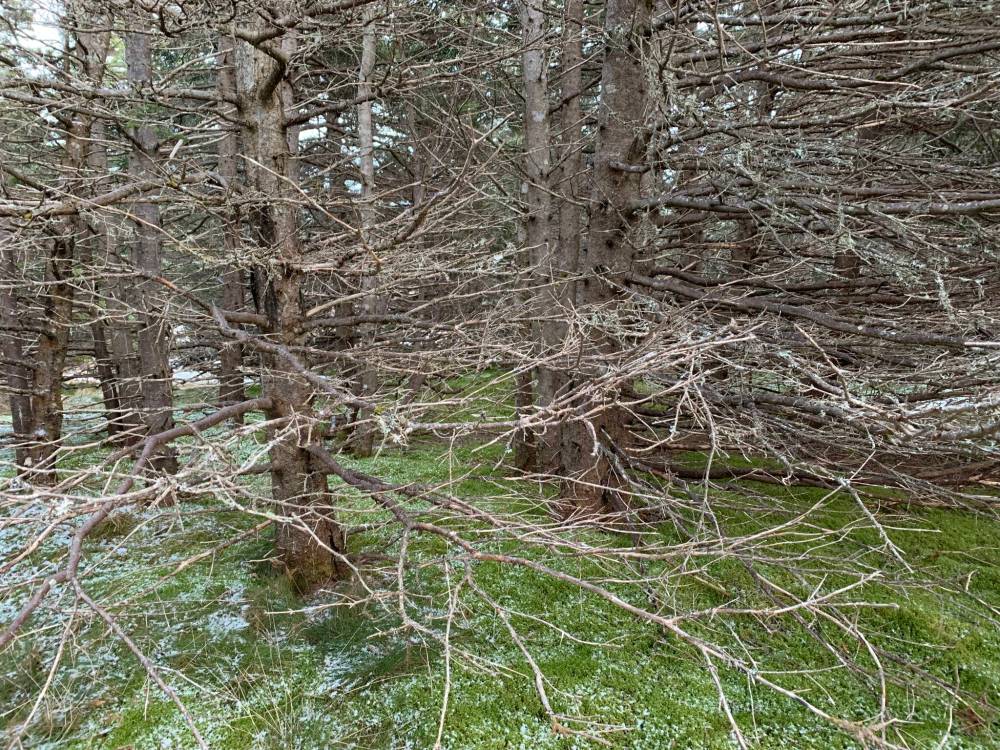 Russell Wangersky / Free Press
Firs with dead branches knitted together