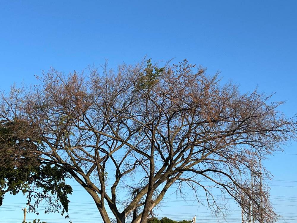 Russell Wangersky / FreePress
The last branch standing with leaves on the crown of a dying elm